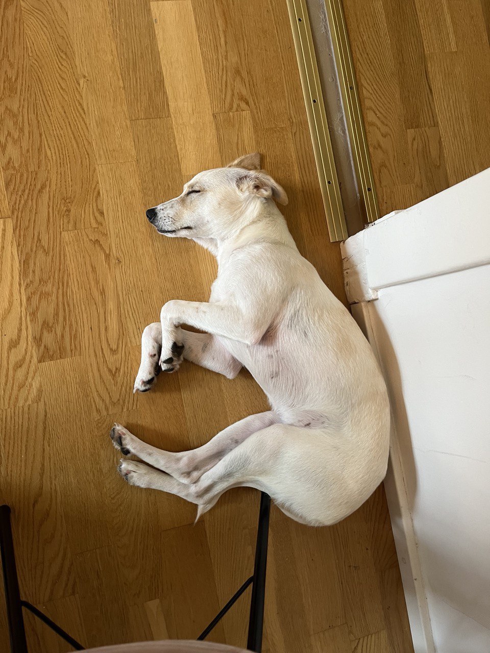 Dog